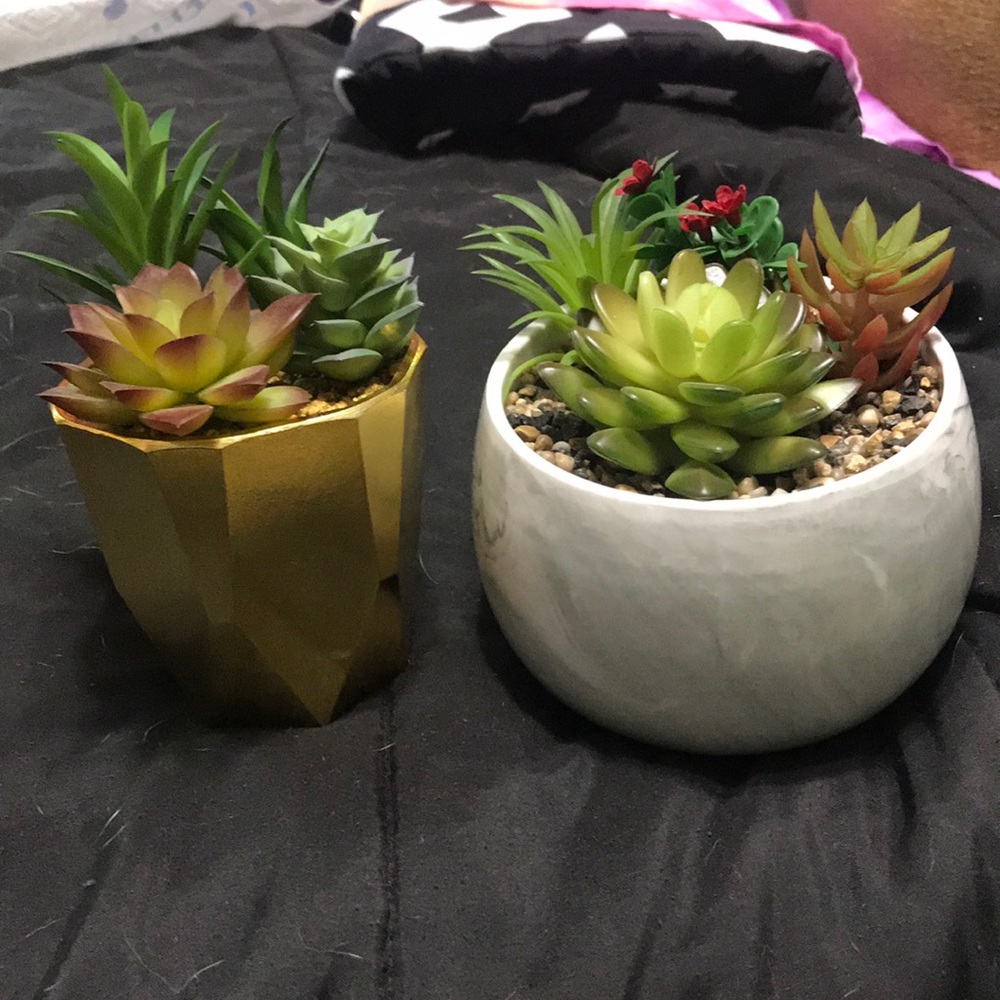 Potted fake Succulents